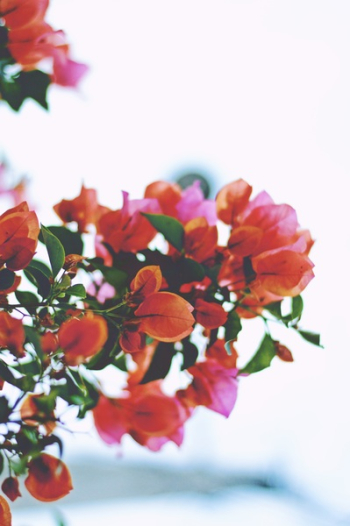 Free Photo of bougainvillea, flower, red
