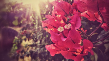 Free Photo of bougainvillea, flowers, leaves