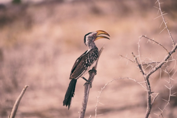 Free Photo of branch, bird, animal Free Photo of branch, bird, animal