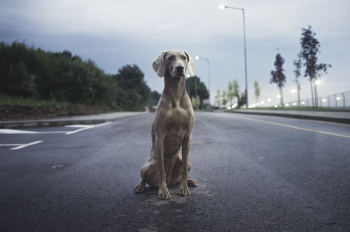 Free Photo of breed, dog, animal Free Photo of breed, dog, animal