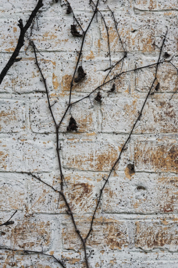 Free Photo of bricks, wall, vines Free Photo of bricks, wall, vines