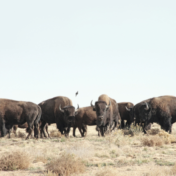 Free Photo of bull, animal, grass