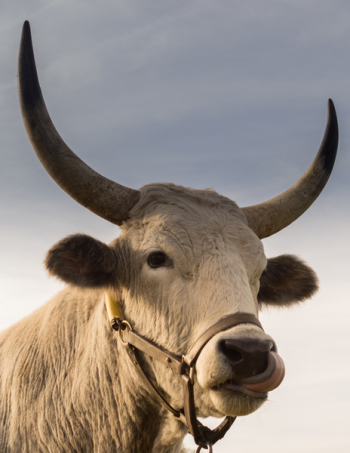 Free Photo of bull, horns, animal Free Photo of bull, horns, animal