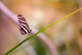 Free Photo of butterfly, insect, animal Free Photo of butterfly, insect, animal