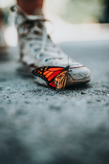 Free Photo of butterfly, insect, animal Free Photo of butterfly, insect, animal