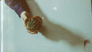 Free Photo of Cactus, plant, thorn Free Photo of Cactus, plant, thorn