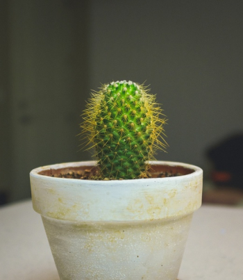Free Photo of Cactus, plant, thorn Free Photo of Cactus, plant, thorn