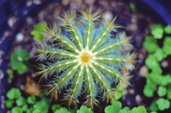 Free Photo of Cactus, plant, thorn Free Photo of Cactus, plant, thorn