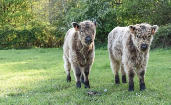 Free Photo of calf, cow, animal Free Photo of calf, cow, animal