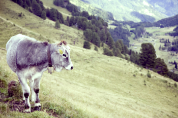 Free Photo of calf, cow, animal Free Photo of calf, cow, animal