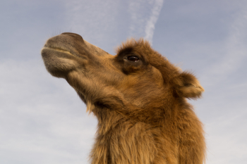 Free Photo of camel, animal Free Photo of camel, animal