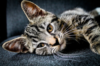 Free Photo of cat, animal, cute Free Photo of cat, animal, cute