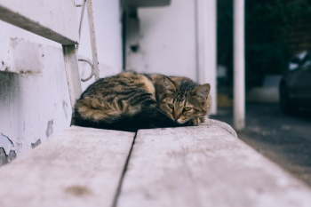 Free Photo of cat, animal, rest Free Photo of cat, animal, rest