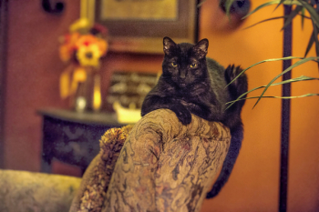 Free Photo of cat, black cat, pet Free Photo of cat, black cat, pet