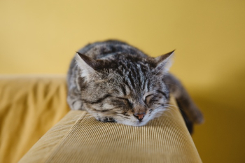 Free Photo of cat, cute, animal Free Photo of cat, cute, animal
