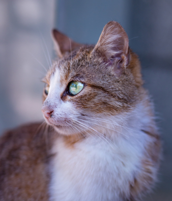 Free Photo of cat, kitten, animal Free Photo of cat, kitten, animal