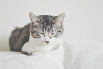Free Photo of cat, kitten, animal Free Photo of cat, kitten, animal