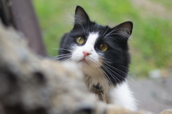 Free Photo of cat, kitten, animal Free Photo of cat, kitten, animal