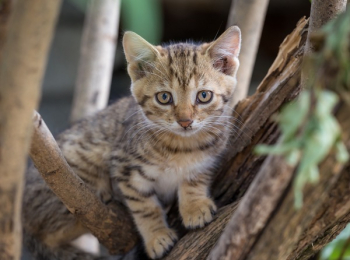 Free Photo of cat, kitten, animal Free Photo of cat, kitten, animal