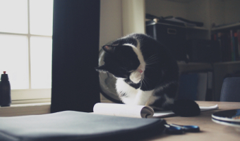 Free Photo of cat, kitten, animal Free Photo of cat, kitten, animal