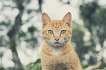 Free Photo of cat, kitten, animal Free Photo of cat, kitten, animal