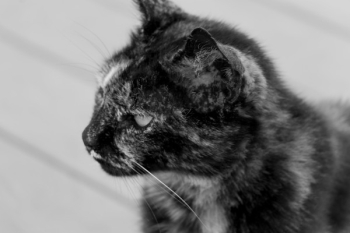 Free Photo of cat, pet, animal Free Photo of cat, pet, animal