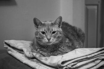 Free Photo of cat, pet, animal Free Photo of cat, pet, animal