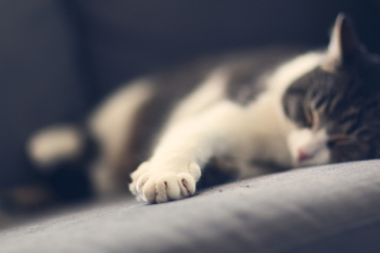 Free Photo of cat, pet, animal Free Photo of cat, pet, animal