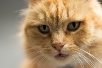 Free Photo of cat, pet, animal Free Photo of cat, pet, animal