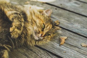 Free Photo of cat, pet, animal Free Photo of cat, pet, animal