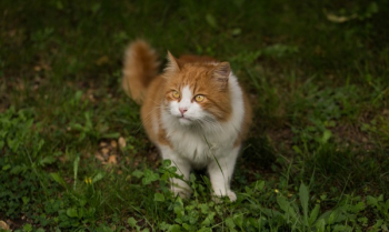 Free Photo of cat, pet, animal Free Photo of cat, pet, animal