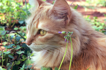 Free Photo of cat, pet, animal Free Photo of cat, pet, animal