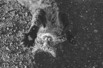 Free Photo of cat, pet, animal Free Photo of cat, pet, animal