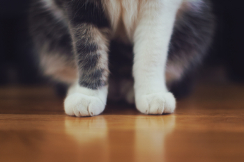 Free Photo of cat, pet, animal Free Photo of cat, pet, animal
