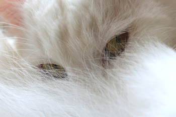 Free Photo of cat, pet, animal Free Photo of cat, pet, animal