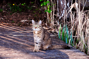 Free Photo of cat, pet, animals Free Photo of cat, pet, animals