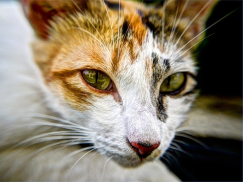 Free Photo of cat, whiskers, animal Free Photo of cat, whiskers, animal