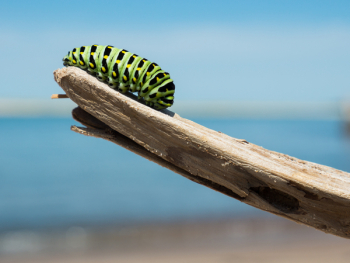 Free Photo of caterpillar, insect, animal Free Photo of caterpillar, insect, animal