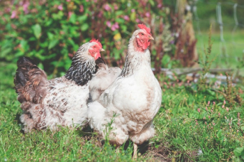Free Photo of chicken, animal, bird Free Photo of chicken, animal, bird