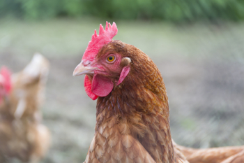 Free Photo of chicken, animal, bird Free Photo of chicken, animal, bird