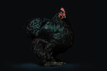 Free Photo of chicken, bird, animal Free Photo of chicken, bird, animal