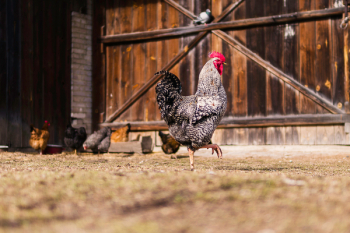 Free Photo of chicken, hen, animal Free Photo of chicken, hen, animal