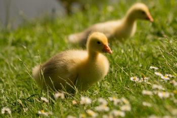 Free Photo of chicks, ducks, birds Free Photo of chicks, ducks, birds