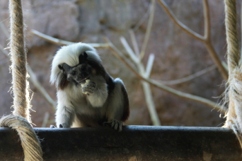 Free Photo of colombia, fauna, wildlife