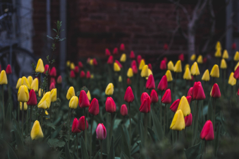 Free Photo of colorful, yellow, red Free Photo of colorful, yellow, red