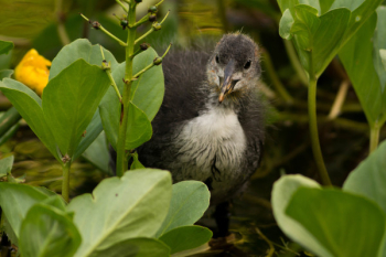 Free Photo of coot, bird, animal Free Photo of coot, bird, animal