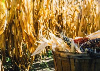 Free Photo of corn, farm, agriculture Free Photo of corn, farm, agriculture