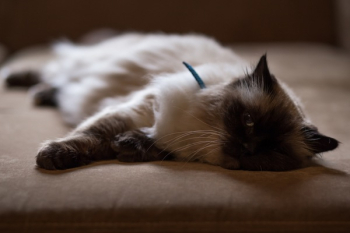 Free Photo of couch, cat, animal Free Photo of couch, cat, animal