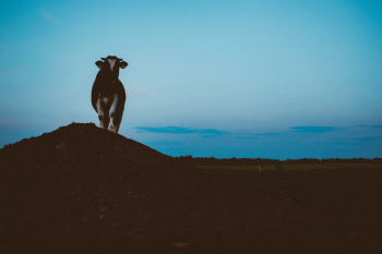 Free Photo of cow, animal, farm Free Photo of cow, animal, farm