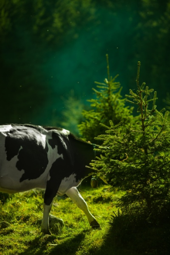 Free Photo of cow, animal, herbivore Free Photo of cow, animal, herbivore